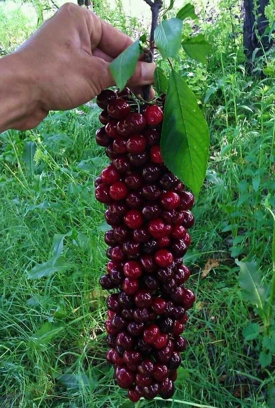 نهال آلبالو مقاوم و ضد آفات