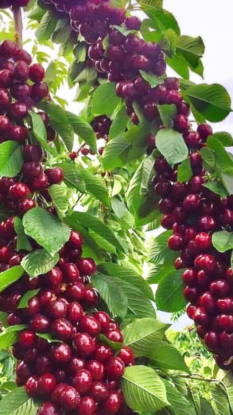 نهال البالو مونت مورانسی