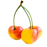 خرید نهال آلبالو زرد