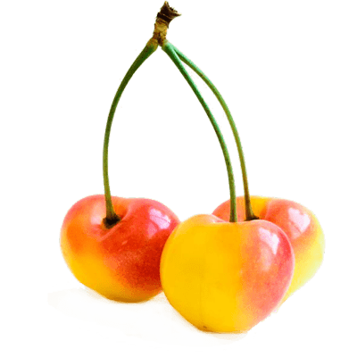 خرید نهال آلبالو زرد