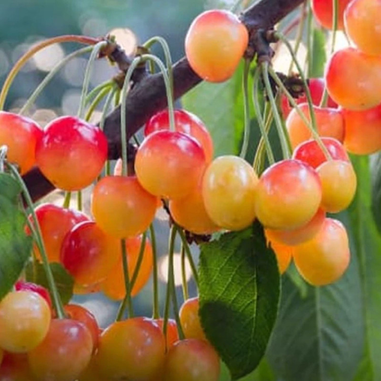 نهال گیلاس زرد اشنویه