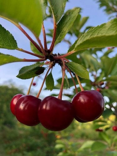 نهال آلبالو گیلاسی