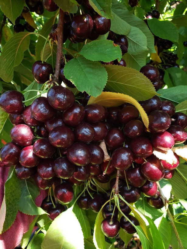 نهال آلبالو دیرگل و پربار