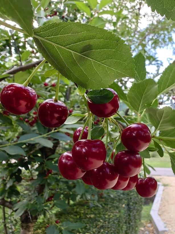 نهال آلبالو گیلاسی؛آلبالو ولی گیلاس!