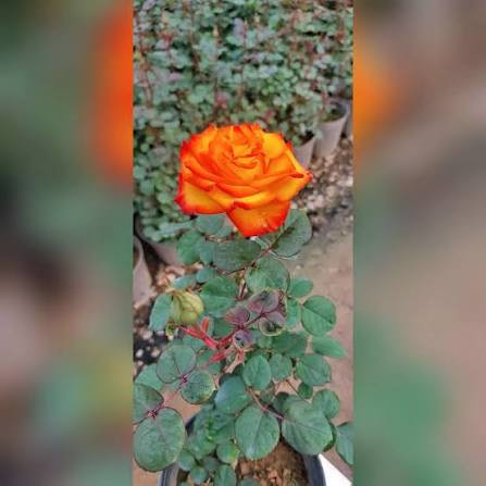 نهال رز سایز بزرگ هلندی