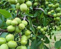 فروش نهال بزرگ گردوی خوب