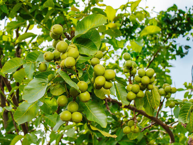 فروش نهال پر محصول گردوی ماغذی