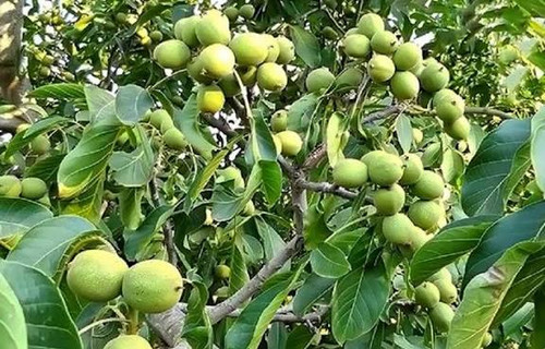 گردوی 5 ساله فرنور بزرگ گلدانی