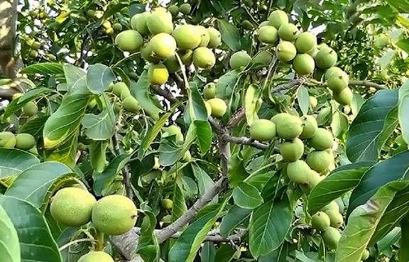 گردوی 5 ساله فرنور بزرگ گلدانی