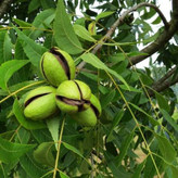 خرید نهال گردو سایز بزرگ