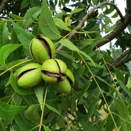 خرید نهال گردو سایز بزرگ گلدانی