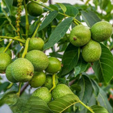 خرید نهال گردو 5 ساله بزرگ