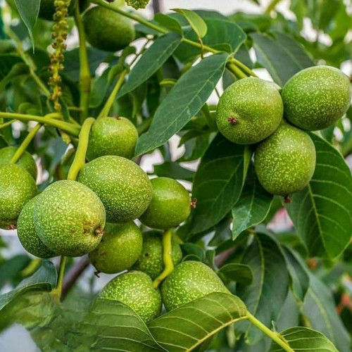 خرید نهال گردو 5 ساله بزرگ