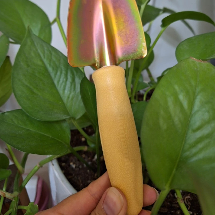 بیل جنس مرغوب