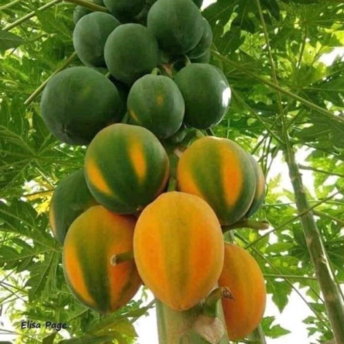 نهال پاپایا نژاد هاوایی