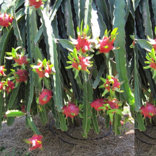 نهال دراگون فروت گرمسیری