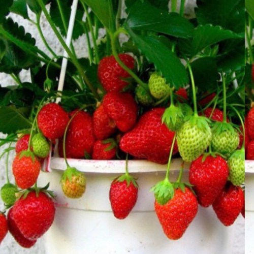 نهال توت فرنگی کاماسورا