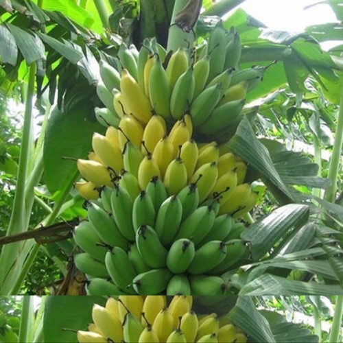 نهال موز والری