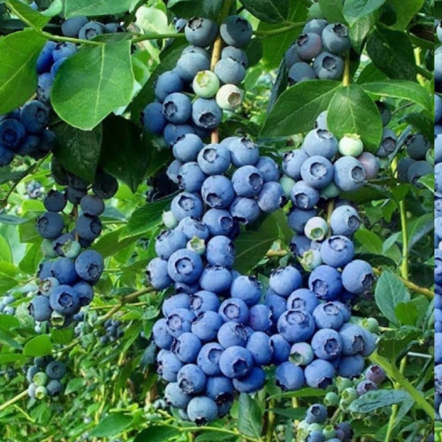 نهال بلوبری اونیل