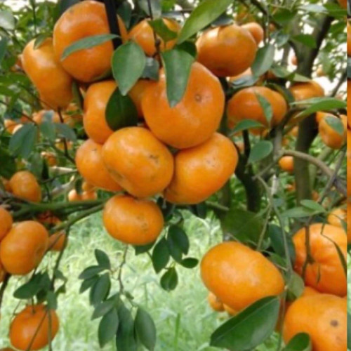 نهال نارنگی اصلاح شده