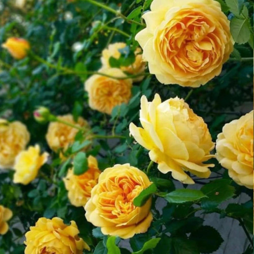 گل رز زرد رونده