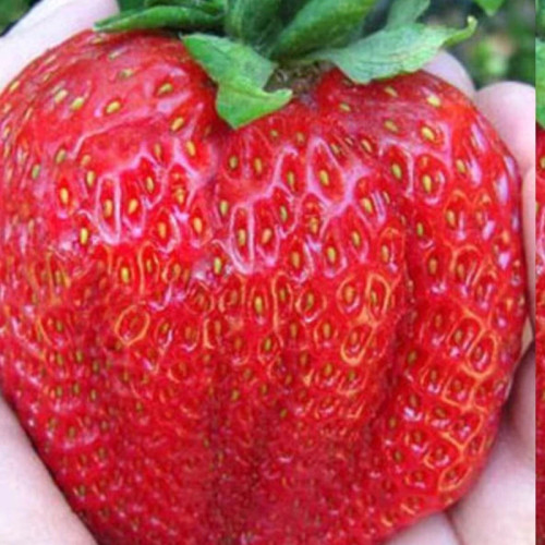 بوته توت فرنگی سایز بزرگ