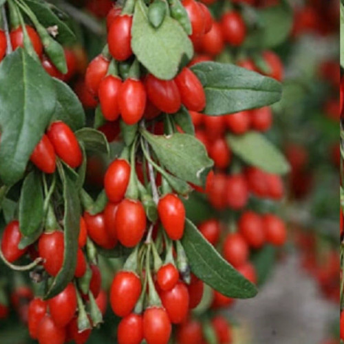 نهال گوجه بری چینی