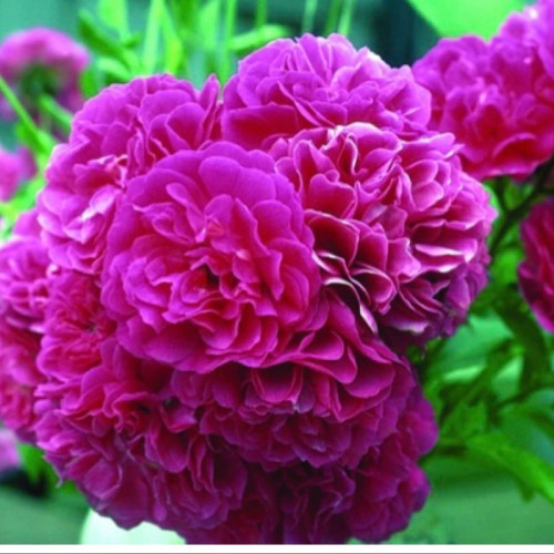 نهال گل محمدی مشکی