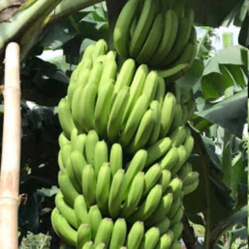 نهال موز ویتنام گلدانی