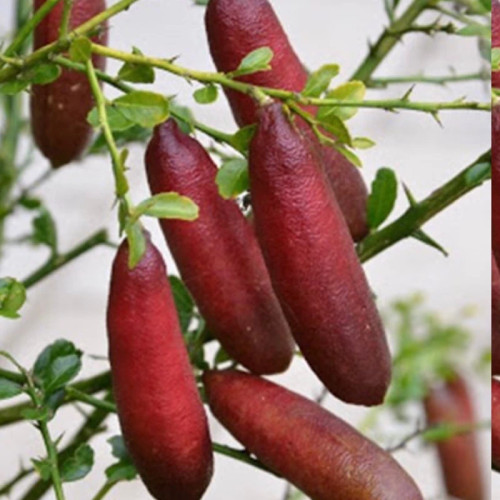 نهال لیمو خاویاری