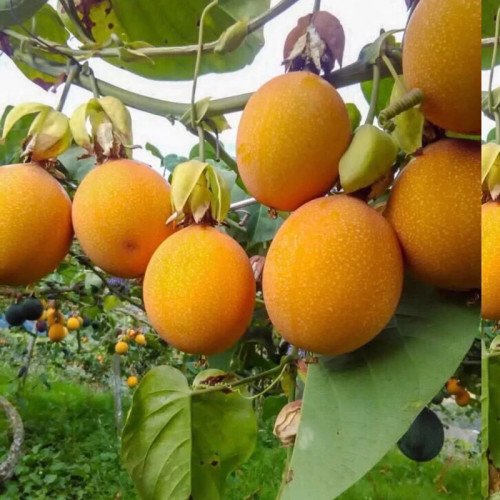 نهال پشن فروت گراندیلا