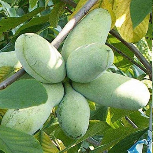 نهال انبه سردسیری