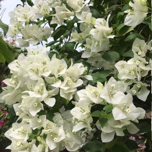 نهال گل کاغذی سفید آذر نهال سبز