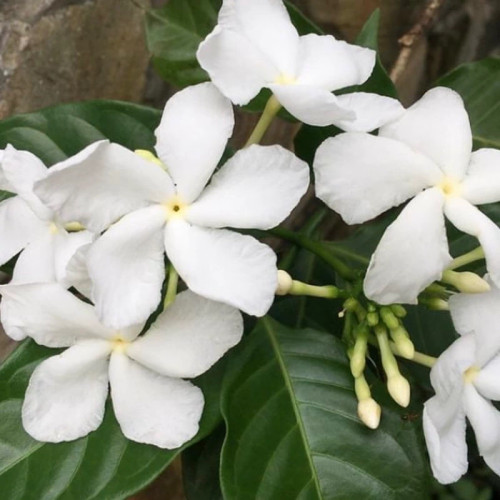 نهال یاس هلندی معطر