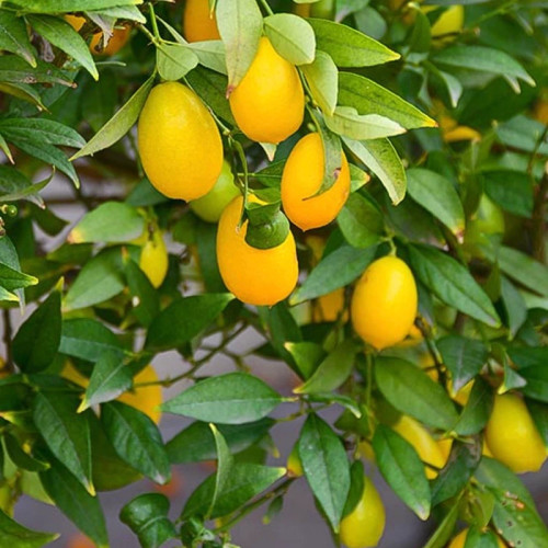 نهال لایم کوات