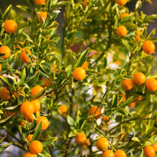 نهال نارنگی چهارفصل