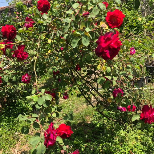 نهال رز رونده معطر