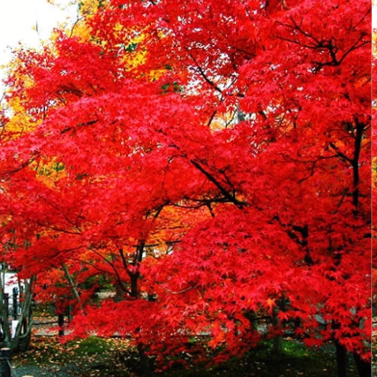 نهال افرا قرمز