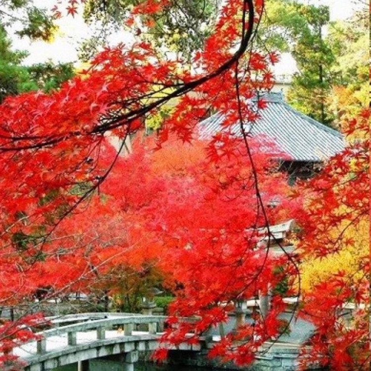 نهال افرا قرمز ژاپنی