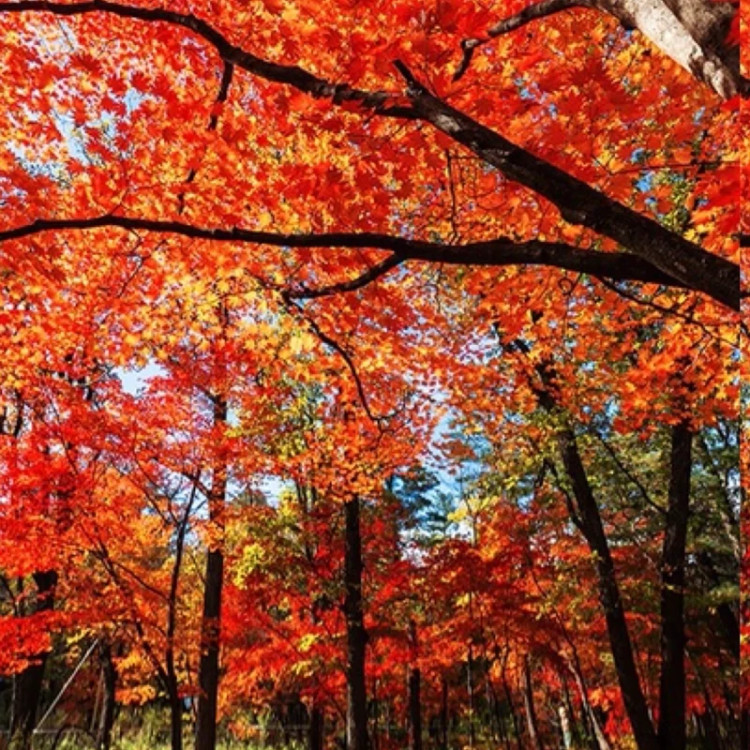 نهال افرا قرمز آذرنهال سبز