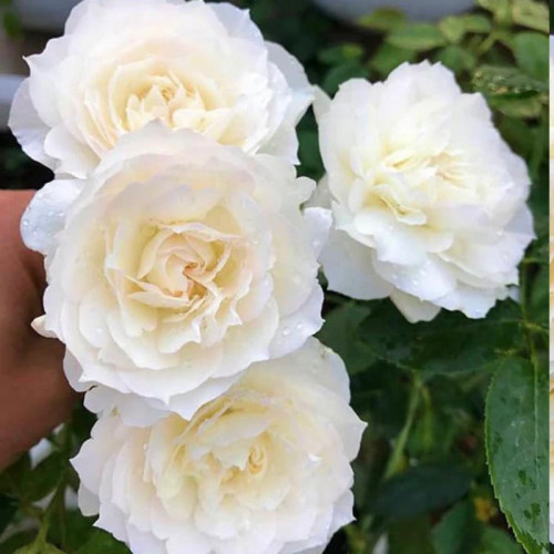 نهال رز سفید رونده