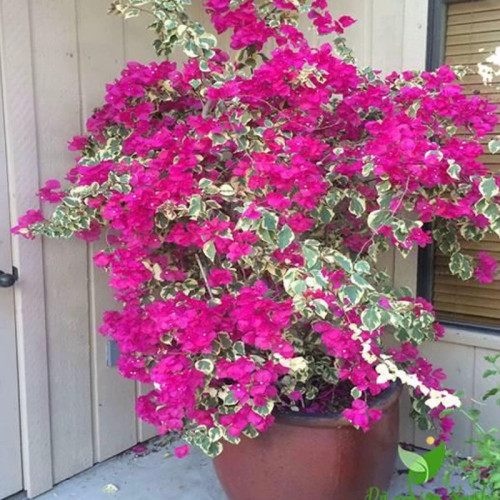 خرید نهال زیبای گل