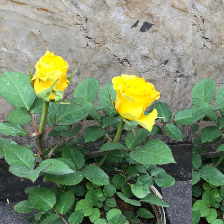 نهال ریبا و گل زیبا