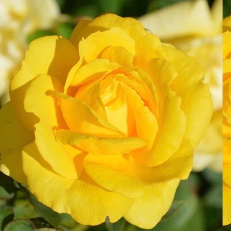 Dutch yellow rose seedlings