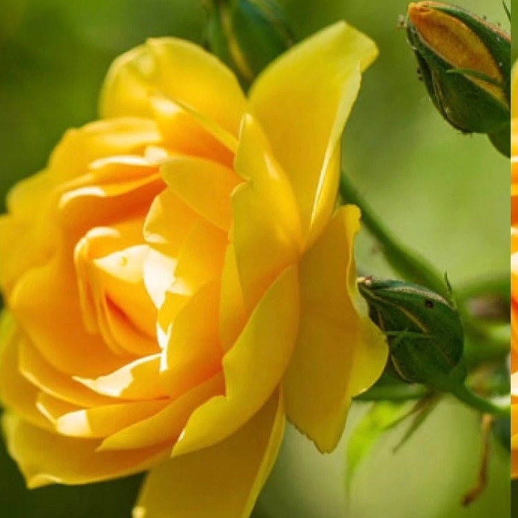 نهال زیبا و زرد رنگ