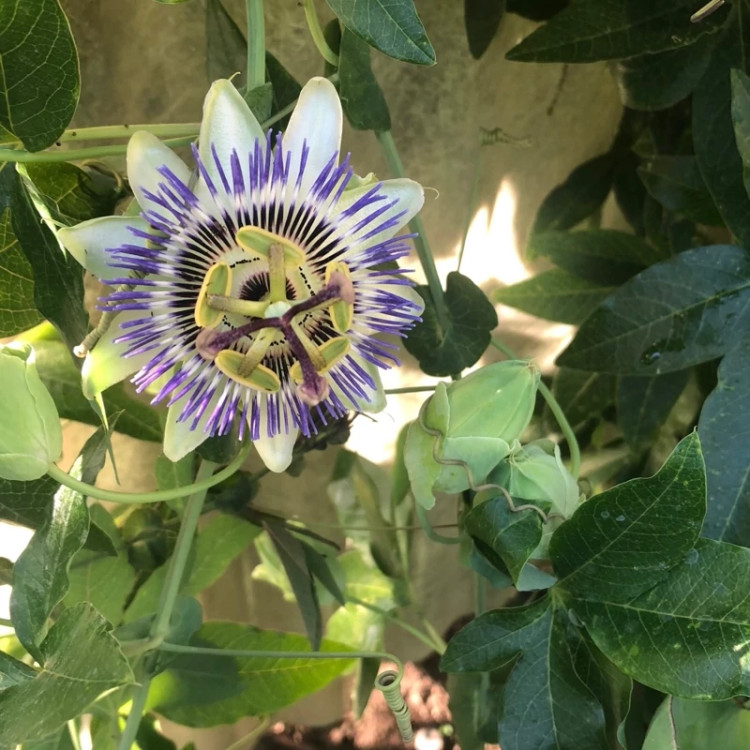 خرید نهال بزرگ و ابدار