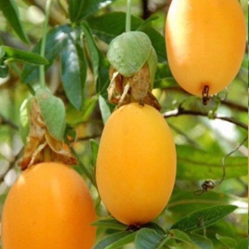 Cold-hardy passion fruit seedlings