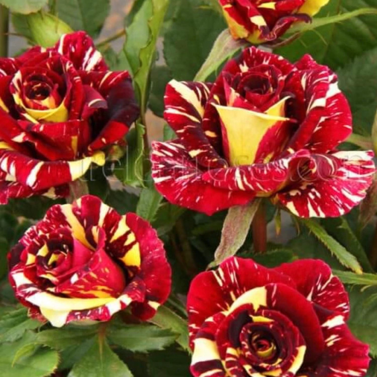 خرید نهال رز زیبا