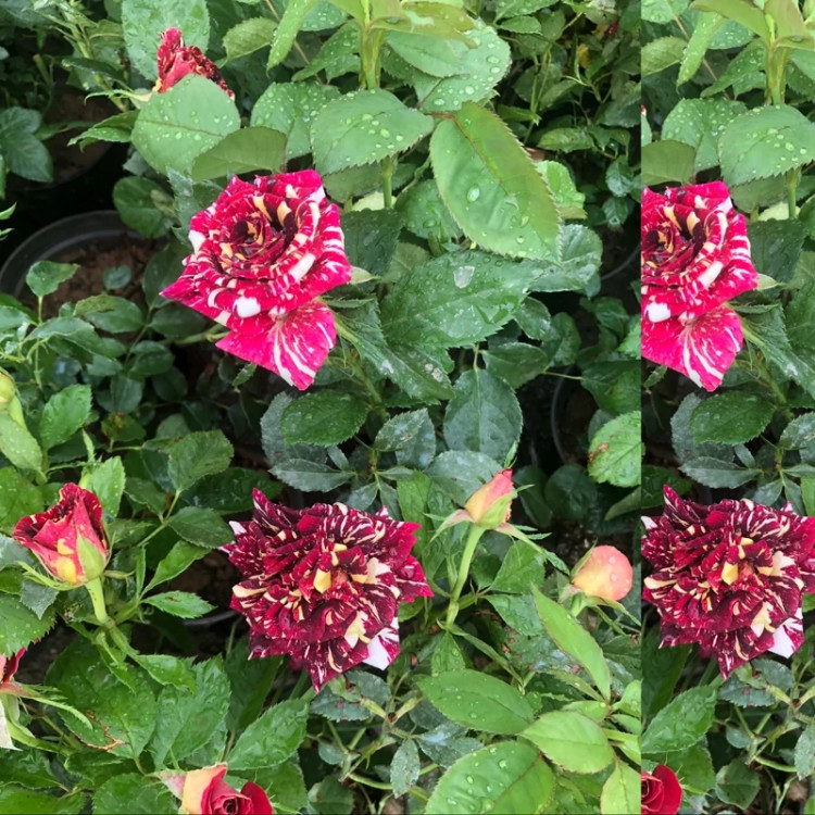 Galaxy rose seedlings