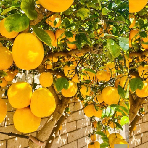 خرید نهال لیمو زیبا و بزرگ